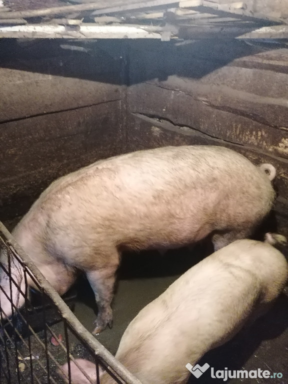 Scroafă de carne