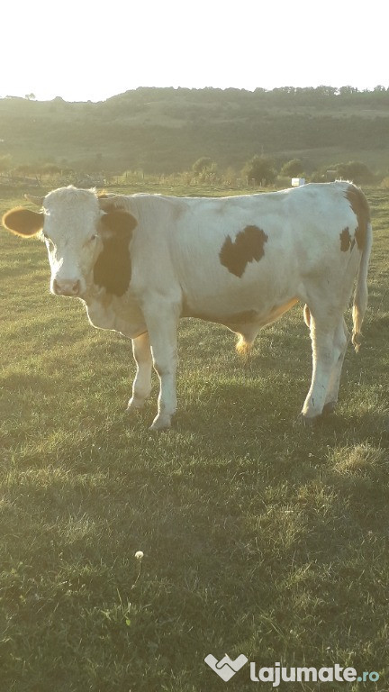Tauras are peste 300 kg