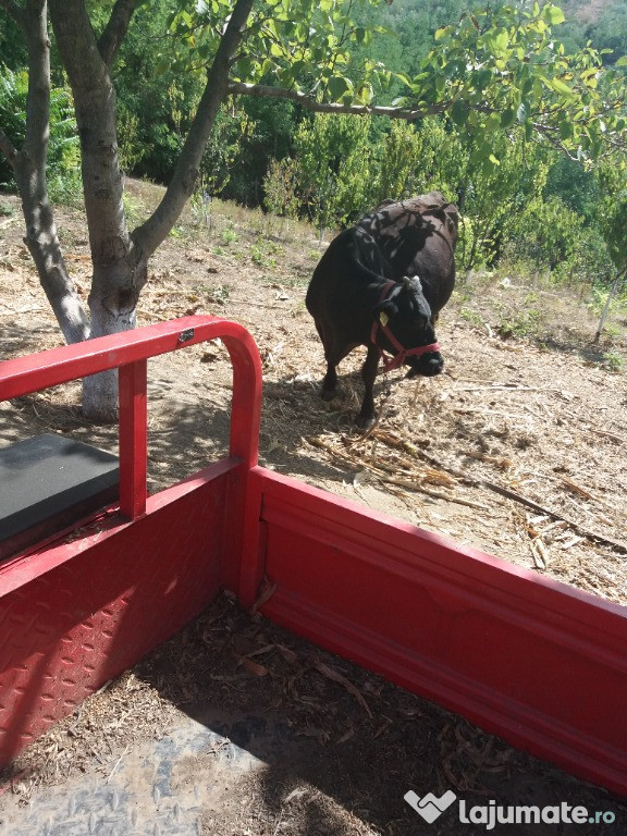Vaca plus vitica