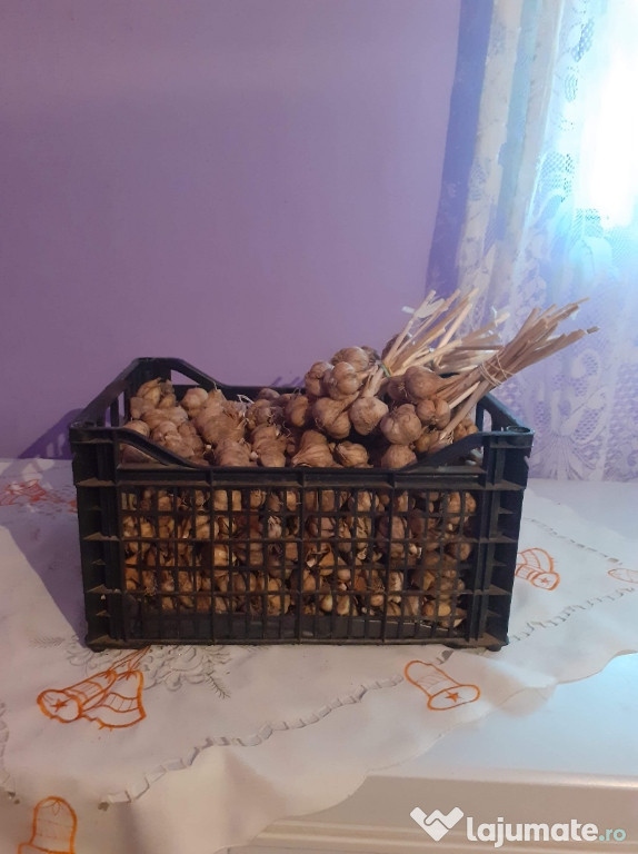 Usturoi de toamnă Românesc.