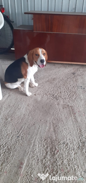 Beagle femelă de 12 luni
