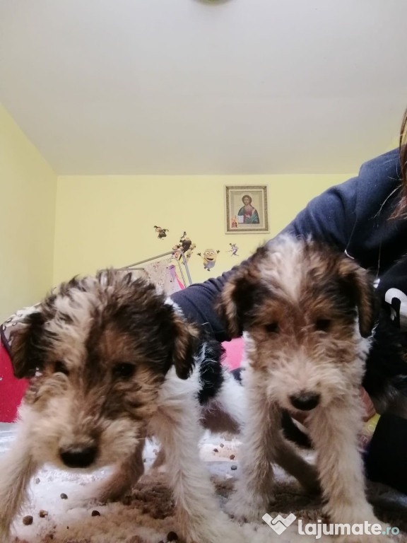 Căței rasa fox terrier