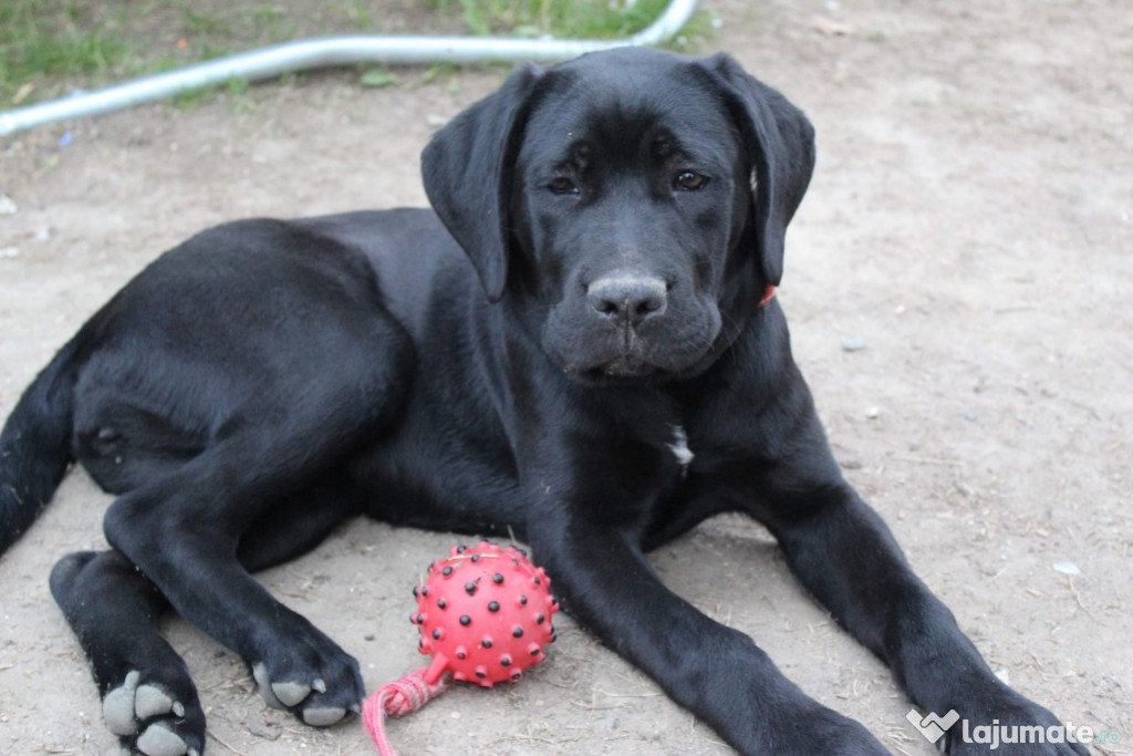 Cane Corso