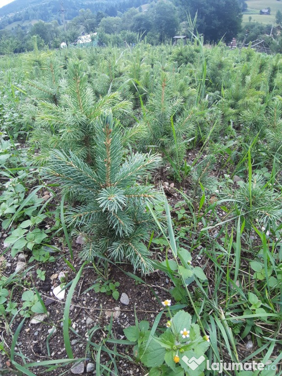 Puieti molid argintiu Picea engelmanii-3 ani