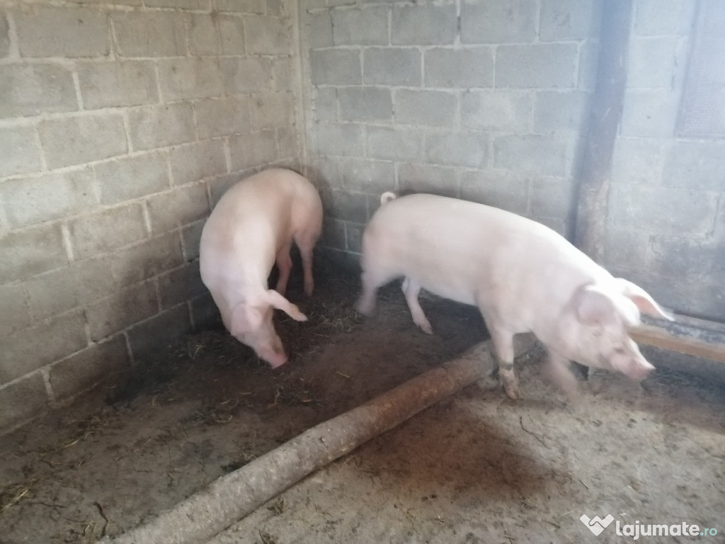 Porci de crăciun