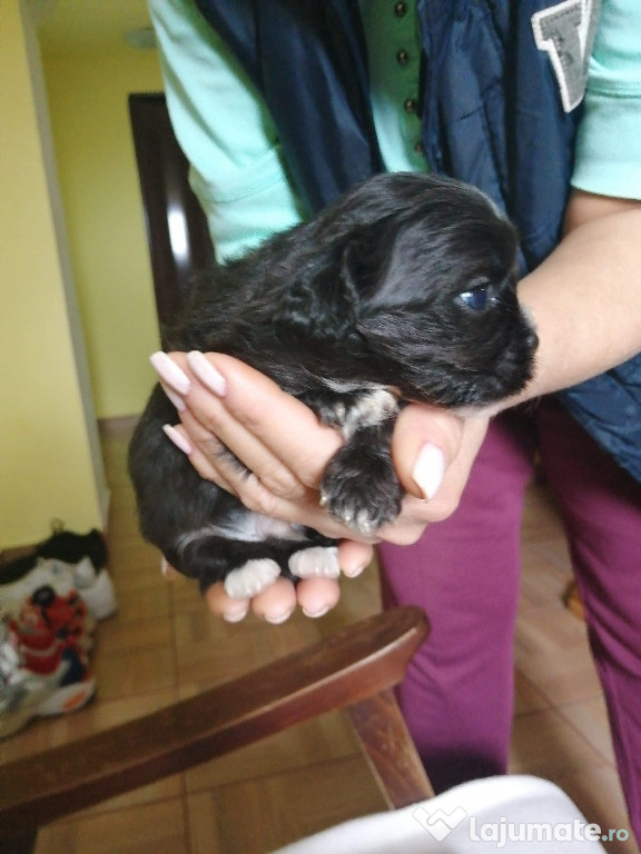 2 căței shih tzu