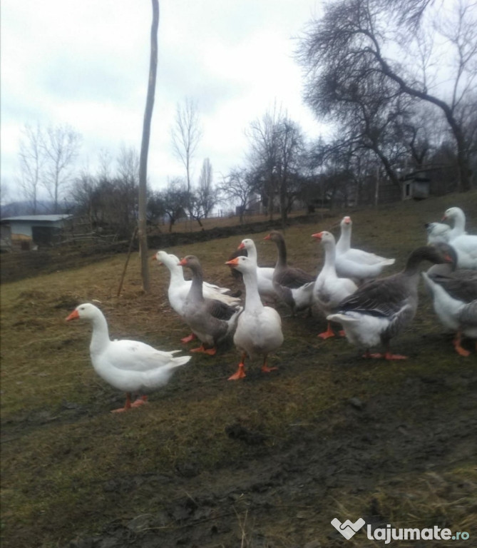 Gâște crescute natural