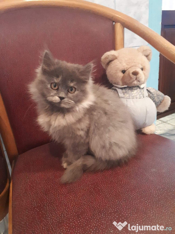 Pisic British Longhair