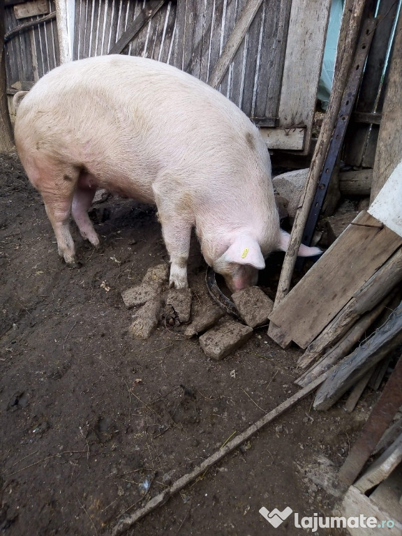 Porci