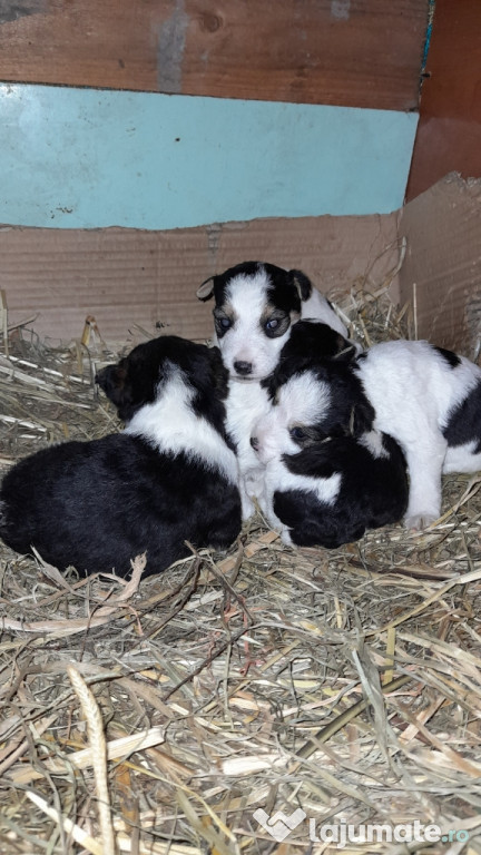 Fox terrier