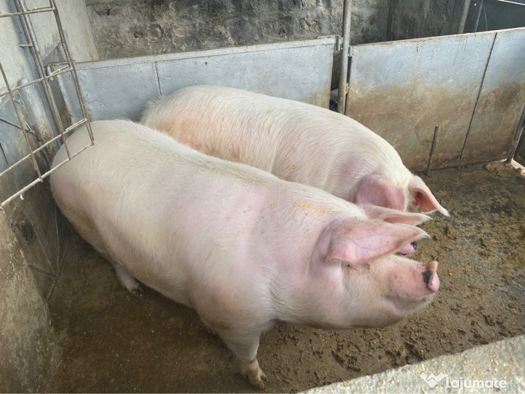 Porci