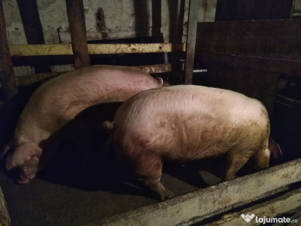 Porci