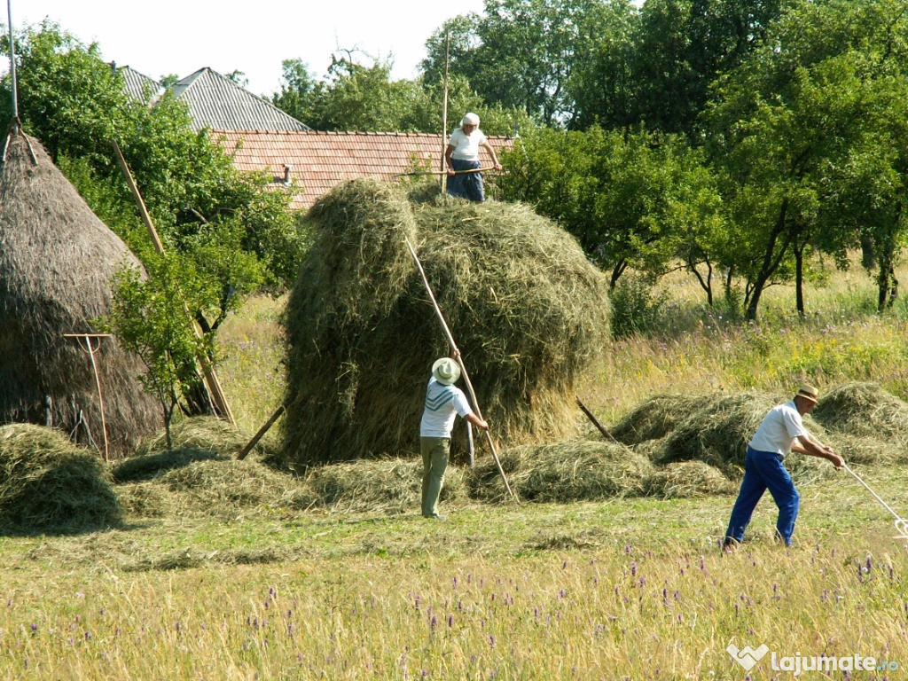 Fân și otava