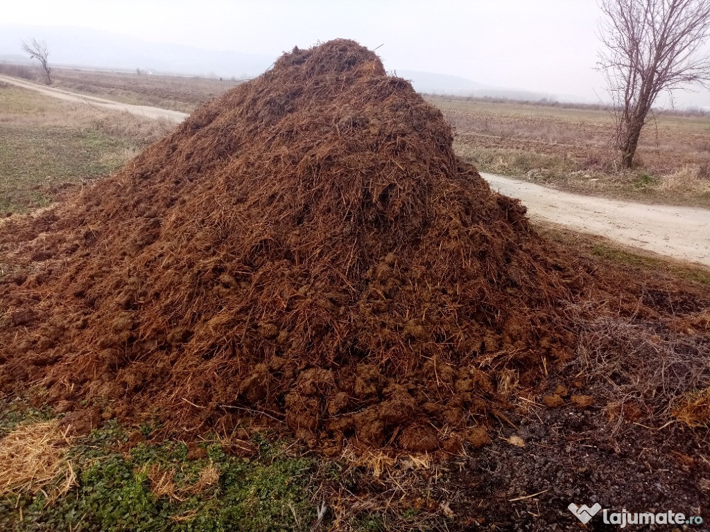 Îngrășământ natural (bălegar de vacă)