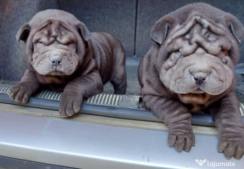 CAINI SHARPEI
