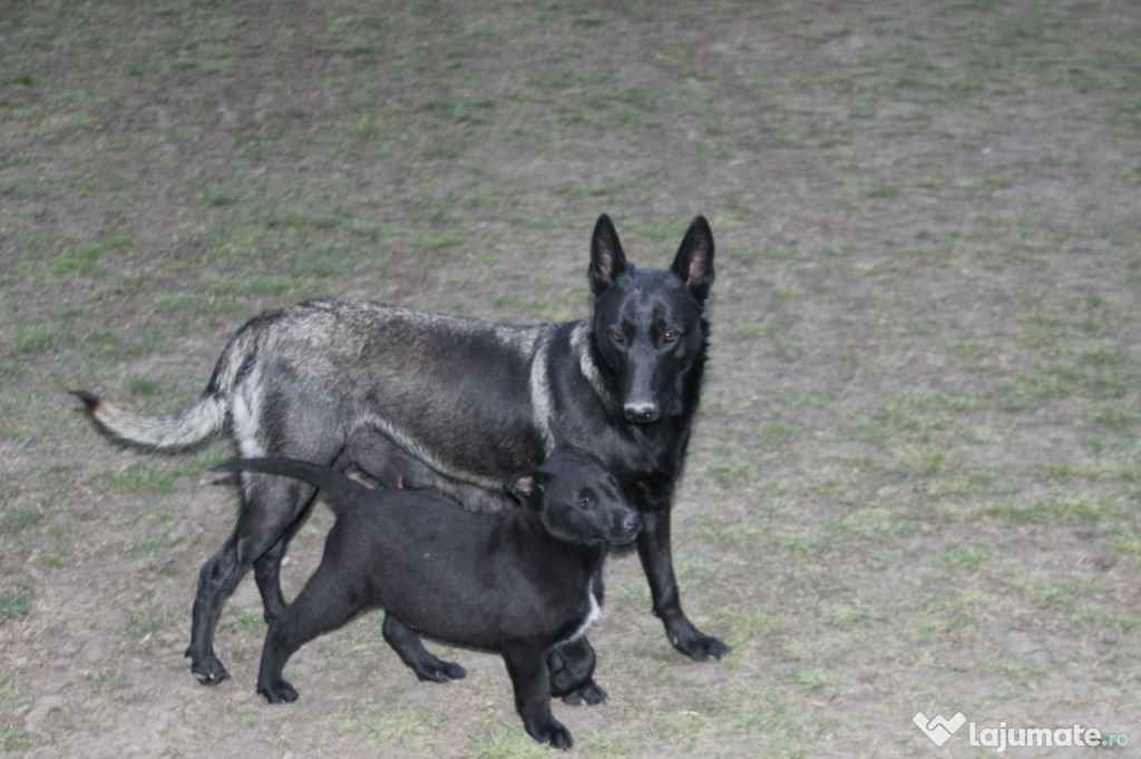 Ciobănesc Belgian Malinois