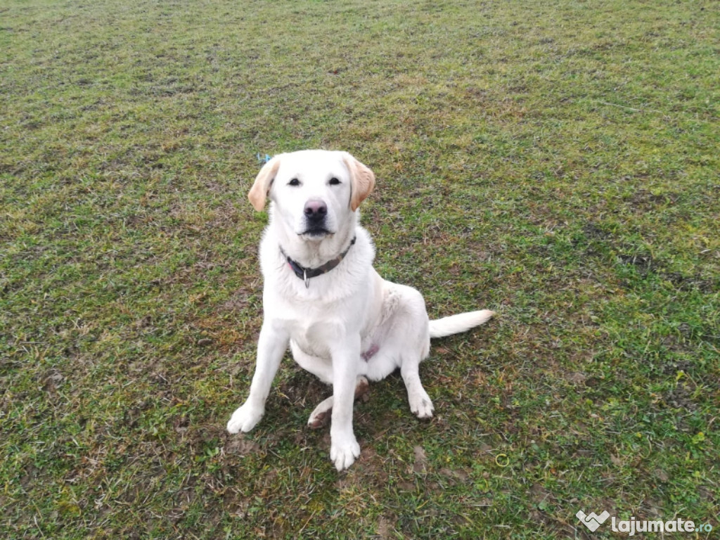 Labrador Retriever