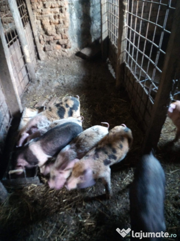 Purcei de vreo 60-70 săptămâni