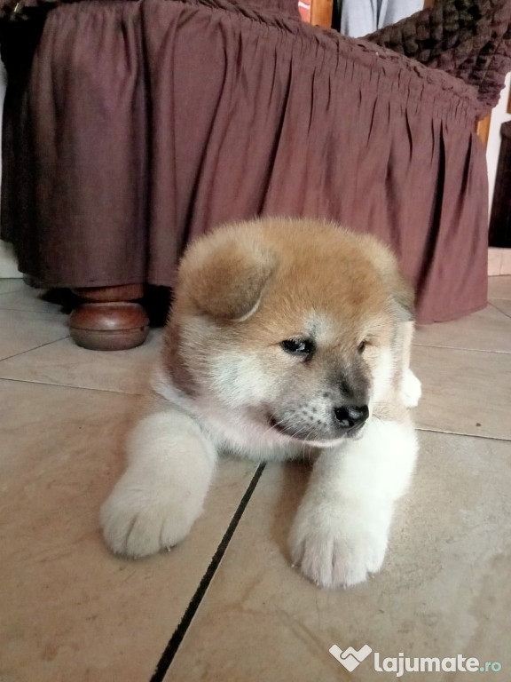 Akita Inu