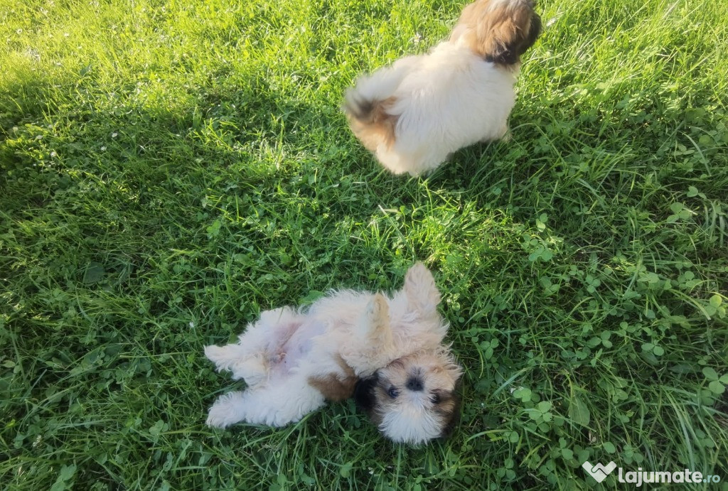 Cățeluși Shih Tzu