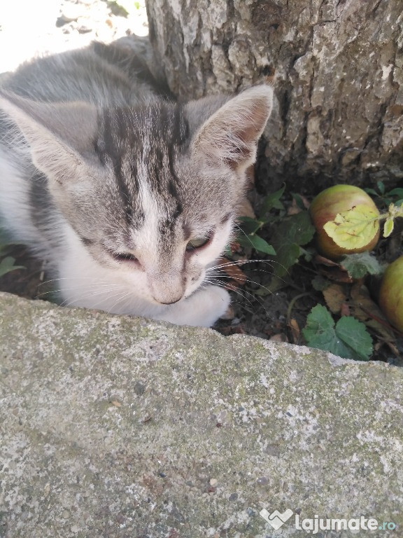 Pisicuțe 2 luni adopție