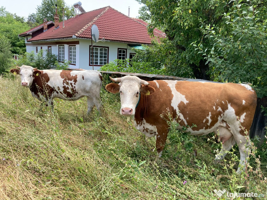 Vaci/Vitei Baltata Romaneasca de Maramaures - 4 bucati