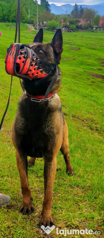 Catei ciobanesc belgian malinois