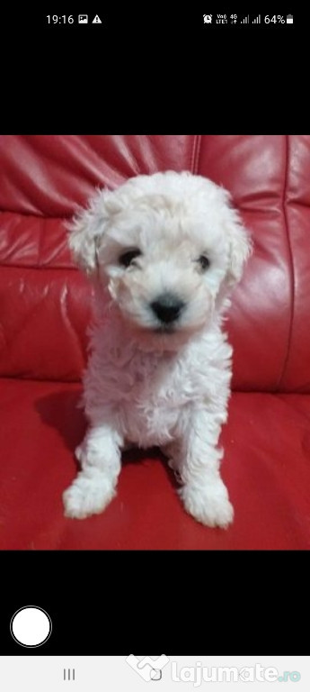 Bichon maltez 400 lei neg