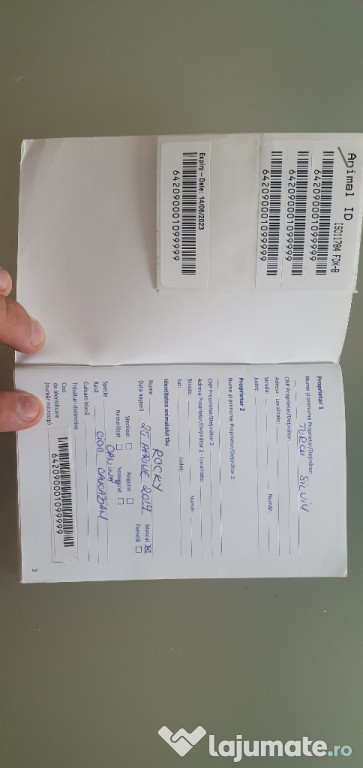 Ciobanesc Caucazian in varsta de 2 ani