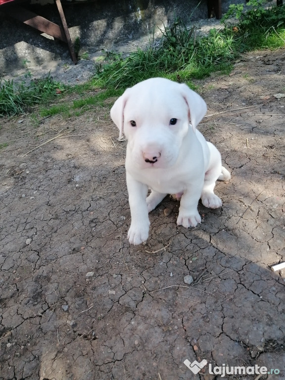 Dogo argentino hunting