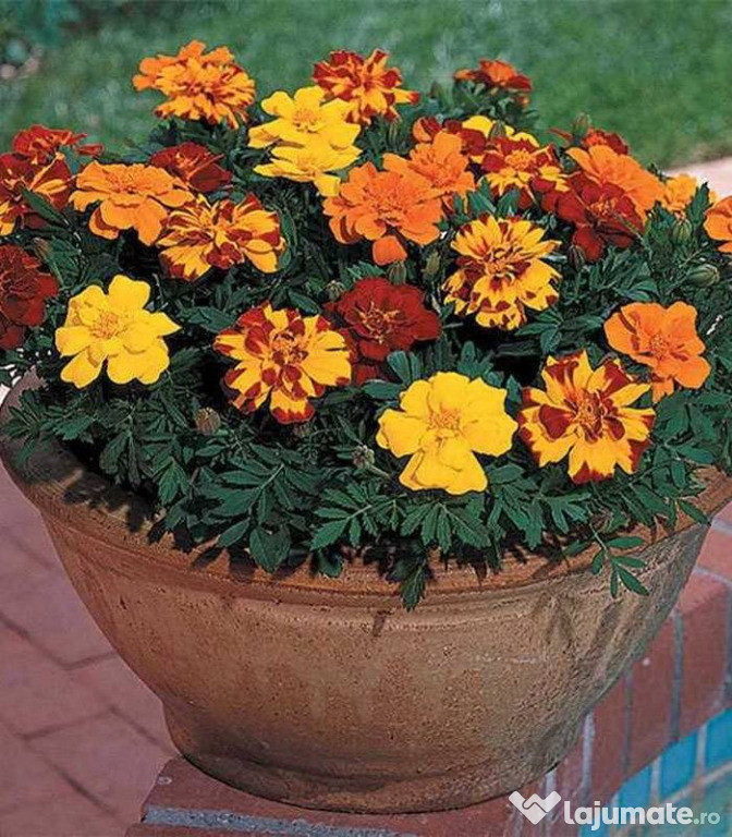 Craite Tagetes Erecta, mix multicolor 5gr.