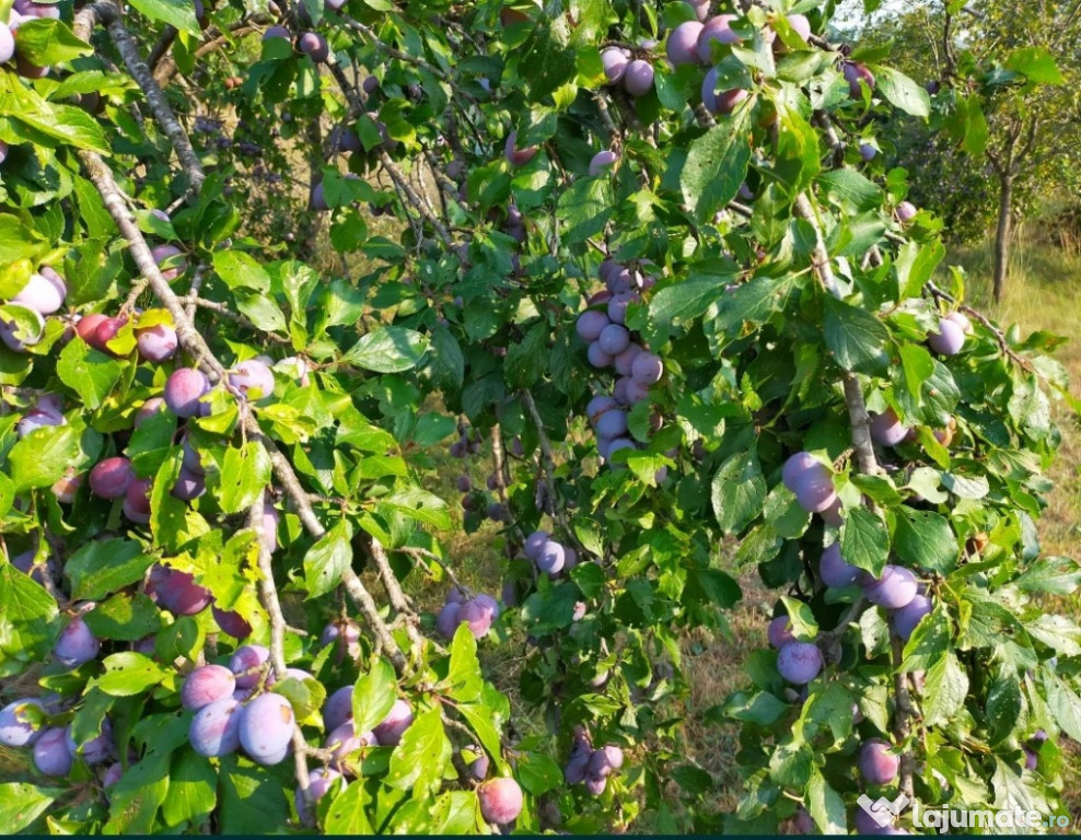 Prune grase culese de cumpărător
