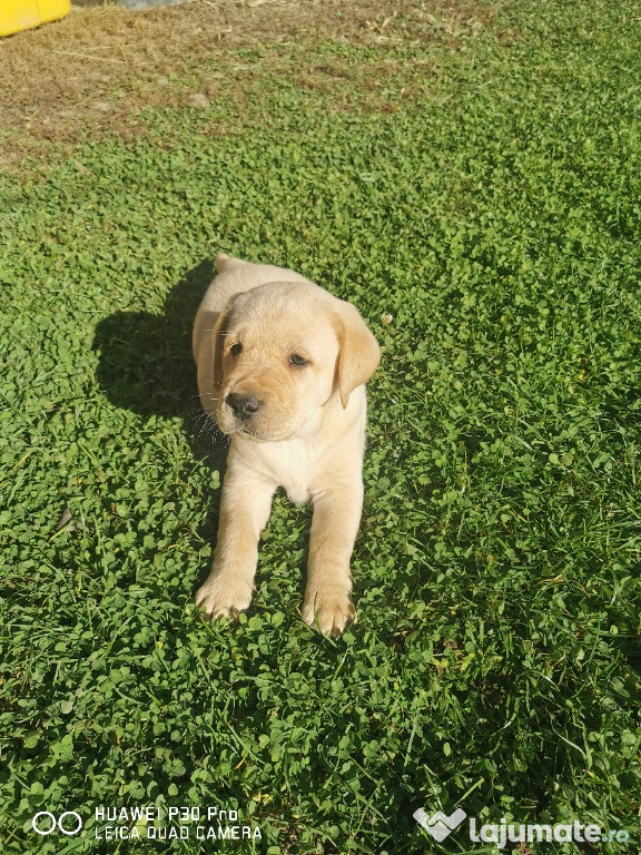 Labrador Retriever