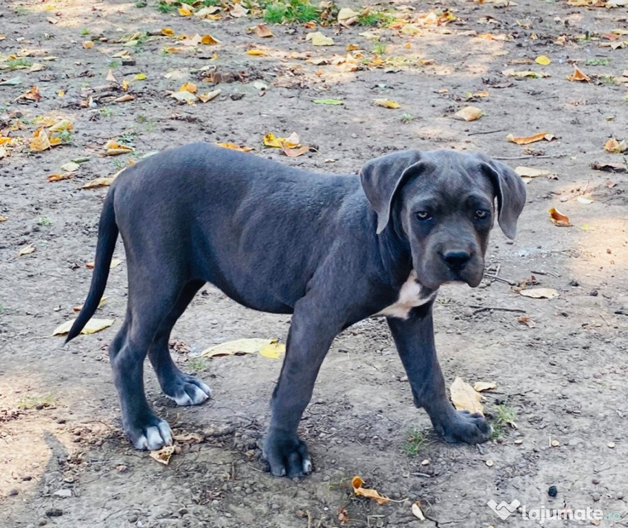 Cane corso pedigree