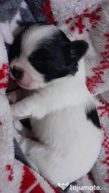Shih Tzu 5 săptămâni