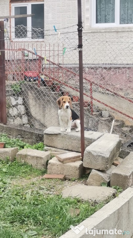 Beagle mascul 10luni