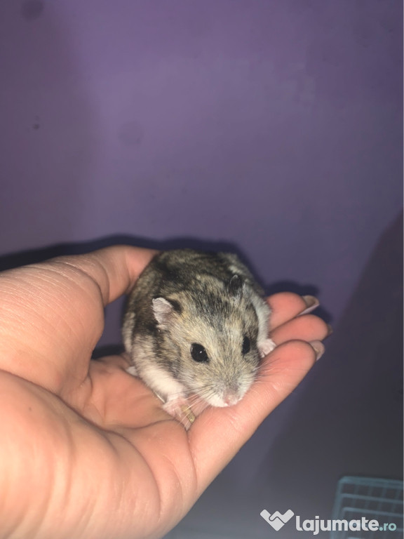 Hamster