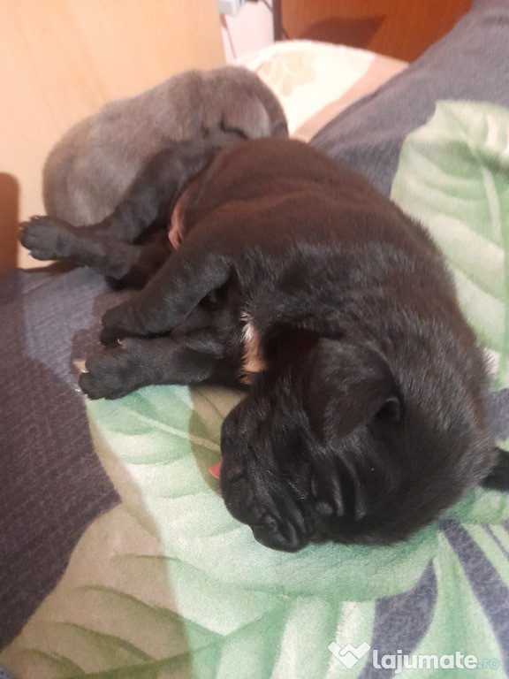 Cane corso fetițe și băieți