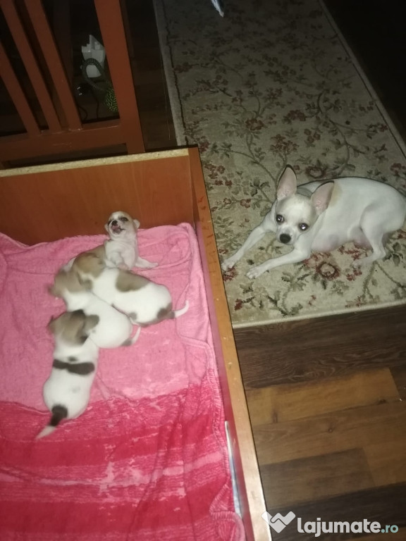 Chihuahua de 3 săptămâni!