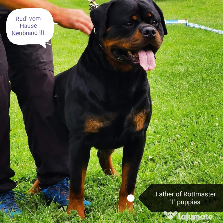 Disponibili Puiuți Rottweiler deosebiți