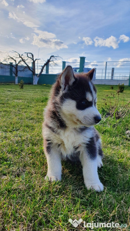 Pui Husky Siberian