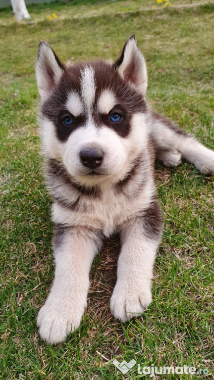 Pui Husky Siberian