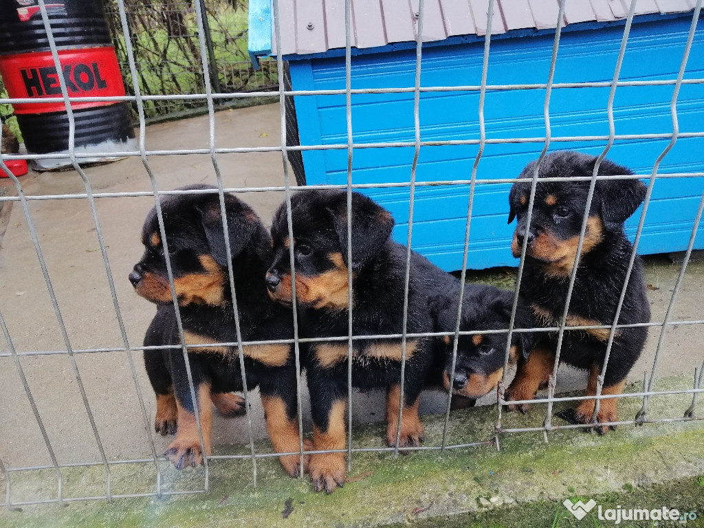 Pui Rottweiler superbi