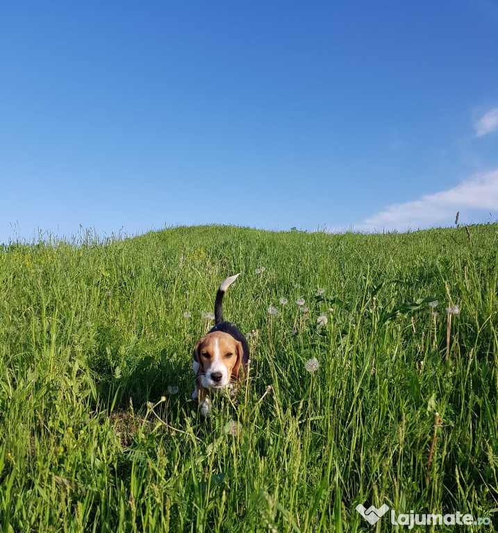 Beagle Tako, mascul