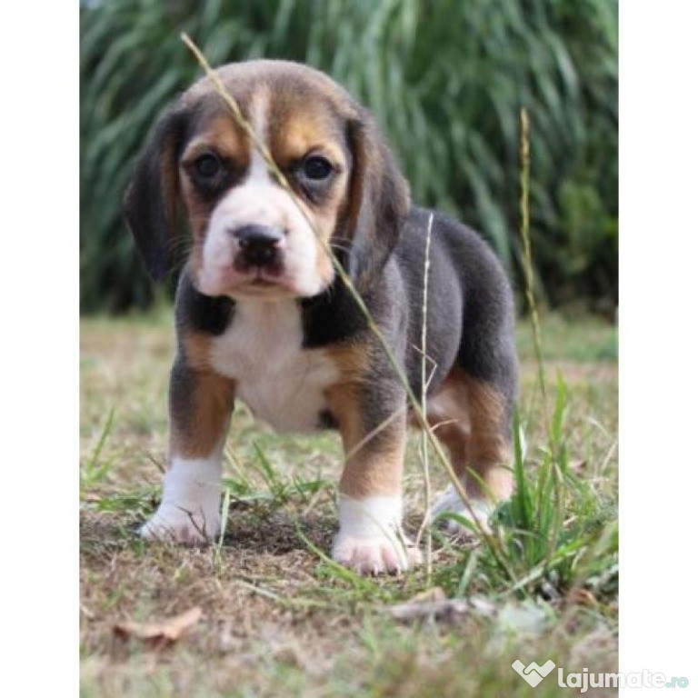 Căței de Beagle domesticiți social