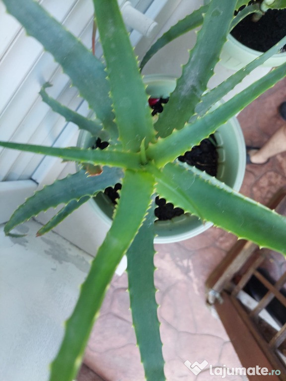 Aloe vera