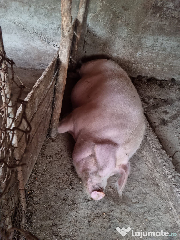 Porci mari 250 kg pret negociabil