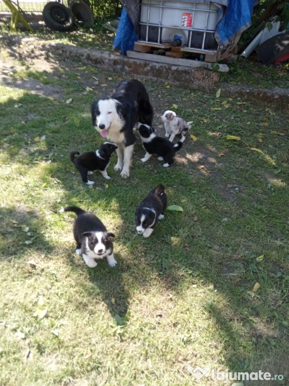 Căței Border Collie
