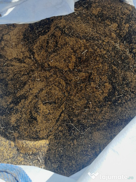Rapita