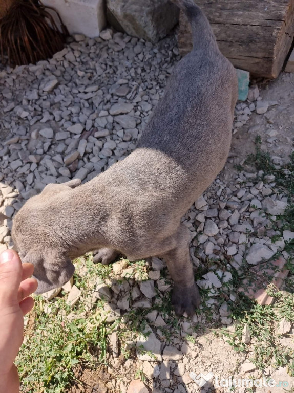 Puii Cane Corso blue negru și negru tigrat